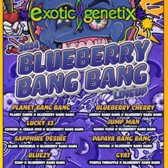 Exotic Genetix Blueberry Bang Bang Flyer Cannabis marijuana weed seeds