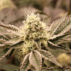 Humboldt Seed Org > Mouth Wash cannabis seeds, marijuana seeds, weed seeds