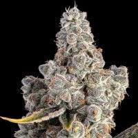 Happy Valley Genetics > Overtime cannabis seeds, marijuana seeds, weed seeds