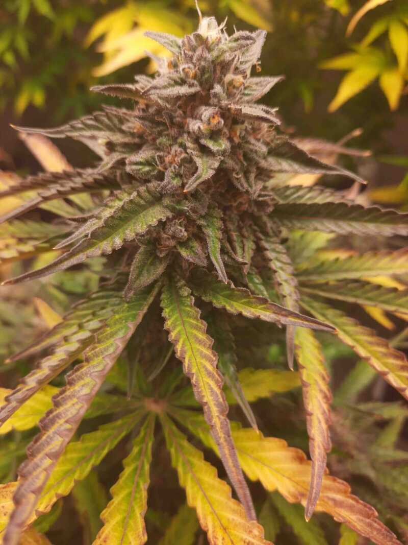 Binary Selections Sticky Situation cannabis marijuana weed seeds