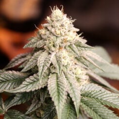 Humboldt Seed Org > Sunset Bride cannabis seeds, marijuana seeds, weed seeds