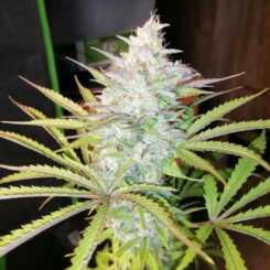 Magic Strains > Troubled Grape cannabis seeds, marijuana seeds, weed seeds