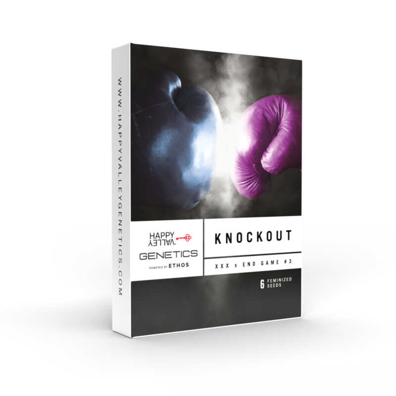 A product box for Happy Valley Genetics showcasing "Knockout (F)" feminized seeds. The box features a striking image of two boxing gloves set against a dark, smoky background, perfectly capturing the essence of a true knockout.