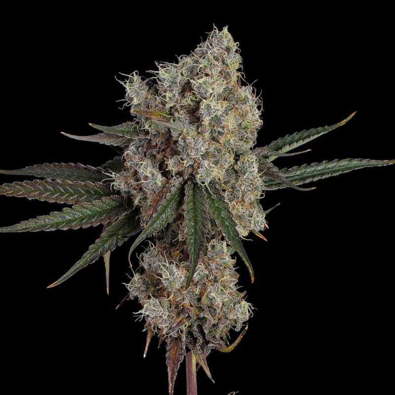 Close-up of a dense, resinous cannabis bud with frosty trichomes and orange hairs, set against a plain black background. Another Level (F) takes your experience to another level. happy valley genetics weed seeds cannabis seeds marijuana seeds