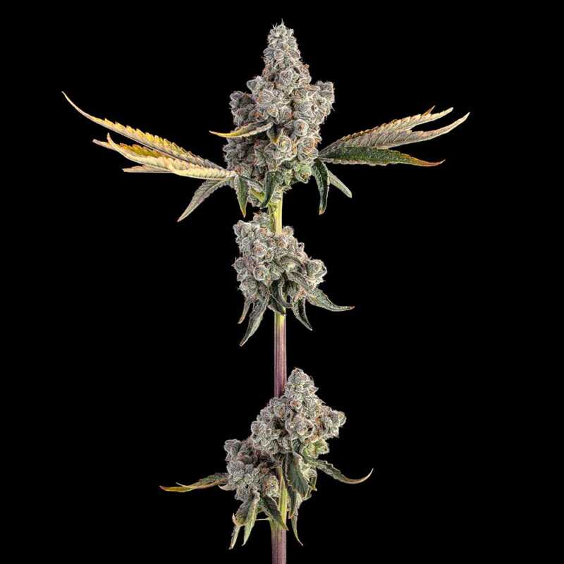 A cannabis plant with clusters of buds and leaves, Overtime (F), isolated on a black background.