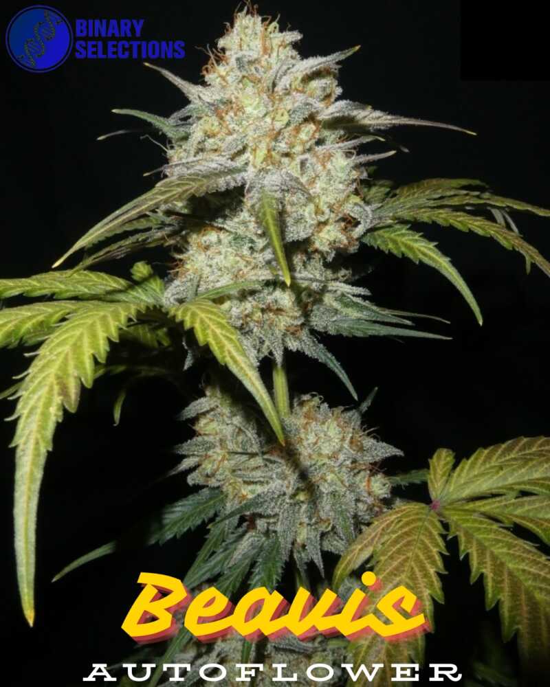 binary selections beavis f1 auto weed seeds marijuana seeds cannabis seeds