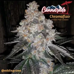 cannarado genetics chromaflair weed seeds cannabis seeds marijuana seeds