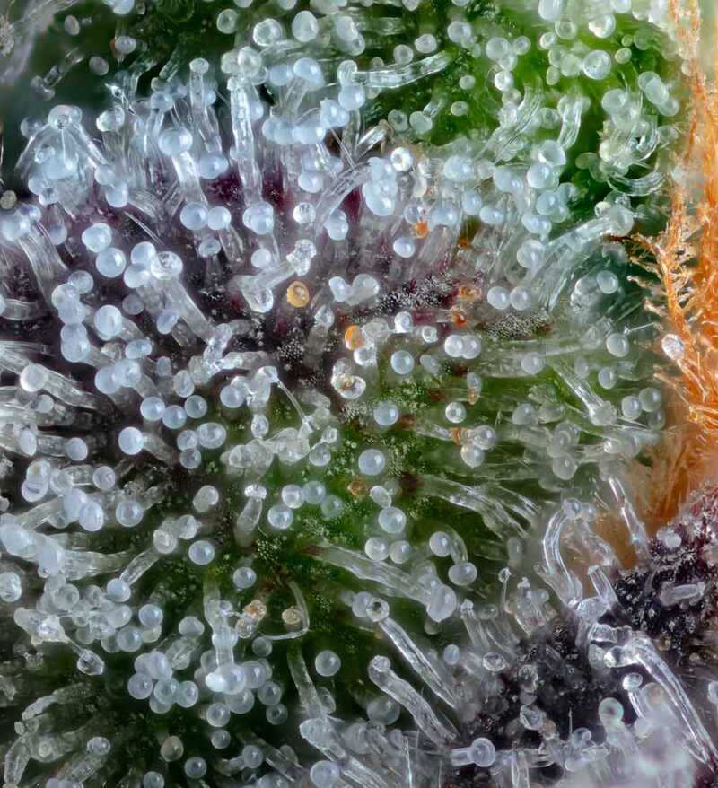 Close-up view of trichomes on Equilibrium (F), showing clear, bulbous structures on its surface, capturing the delicate equilibrium within.