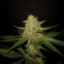 Binary Selections Nurple F3 Auto weed seeds cannabis seeds marijuana seeds