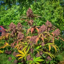 A lush outdoor garden featuring a cannabis plant with dense purple buds and multicolored leaves in shades of green, yellow, and purple stands proudly next to an Anvil Auto (F), creating a picturesque blend of nature and machinery.