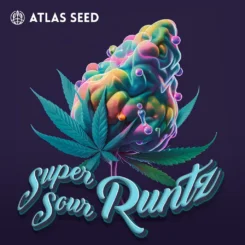 Super Sour Runtz by Atlas Seed ART
