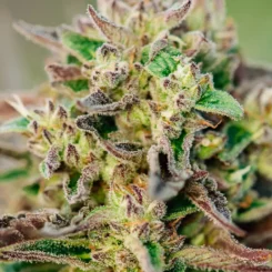 Close-up image of a cannabis plant with green leaves, purple accents, and trichomes, showcasing the TriCross Auto strain.