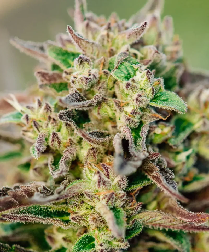 Close-up image of a cannabis plant with green leaves, purple accents, and trichomes, showcasing the TriCross Auto strain.