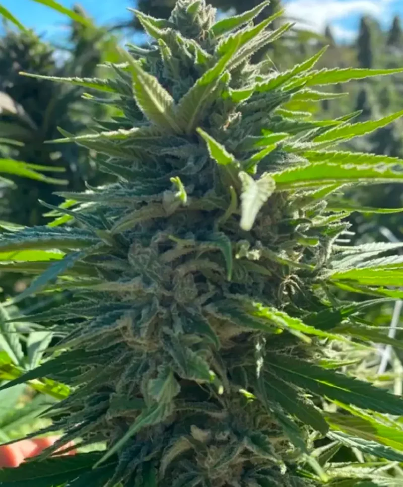 wedding cake auto by atlas seed