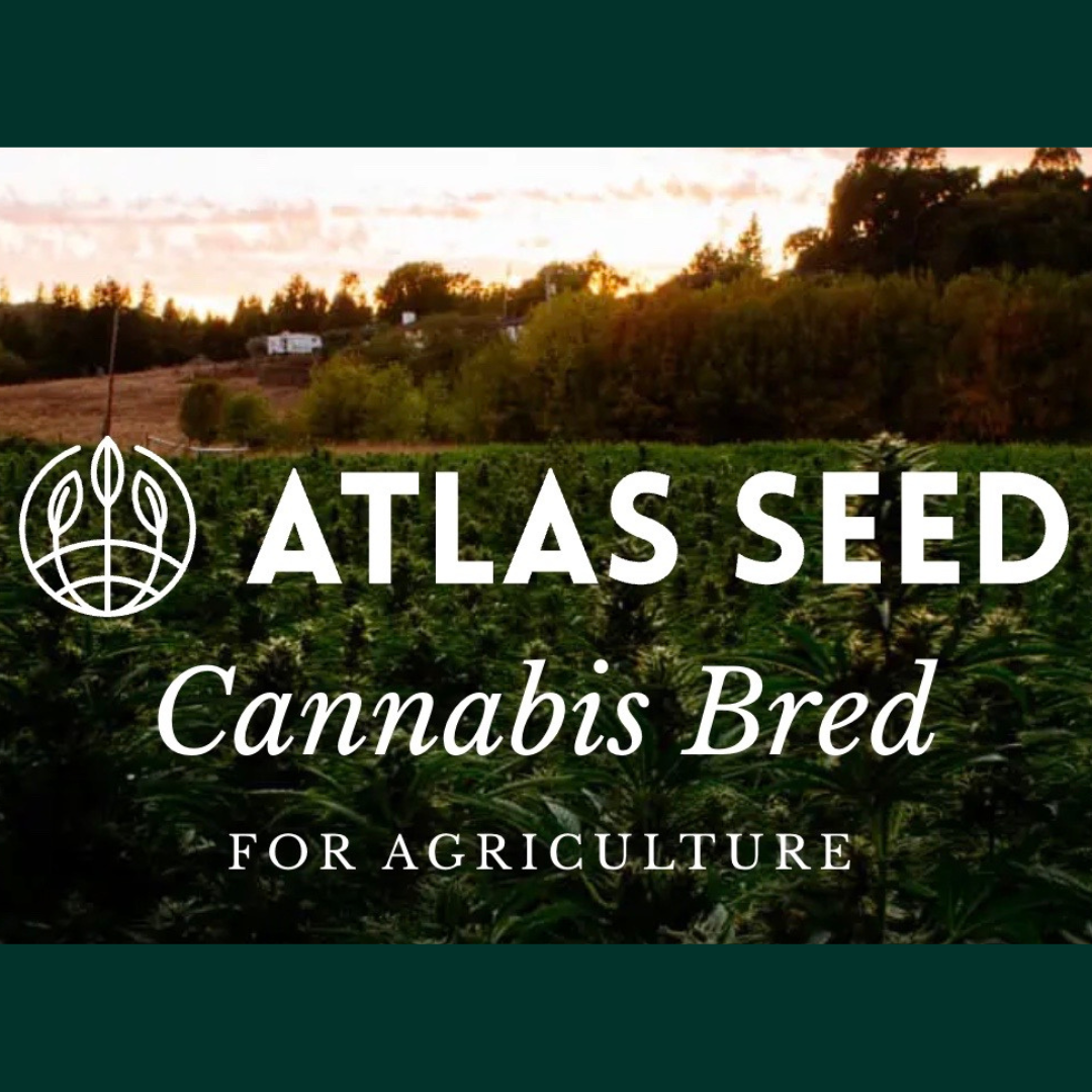 Atlas Seed Cannabis Seeds » North Atlantic Seed Co.