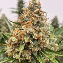 Close-up of a Banjerine FAST (F) cannabis plant featuring dense, trichome-covered buds with orange pistils and dark green leaves.