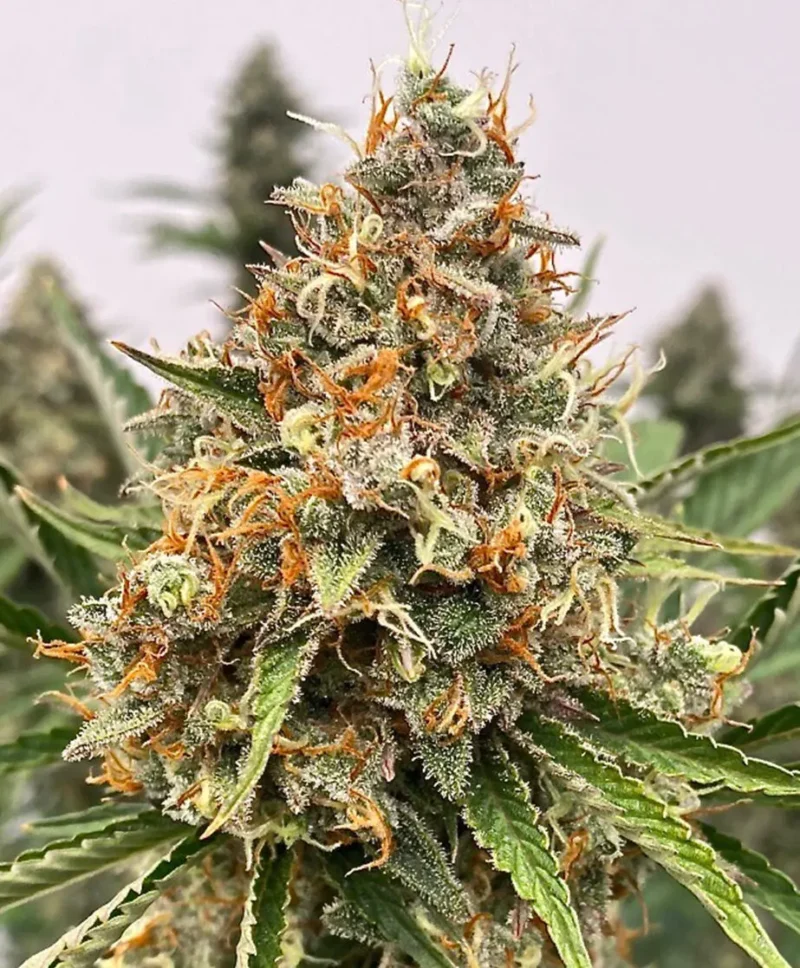 Close-up of a Banjerine FAST (F) cannabis plant featuring dense, trichome-covered buds with orange pistils and dark green leaves.