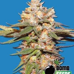 Big Bomb Auto