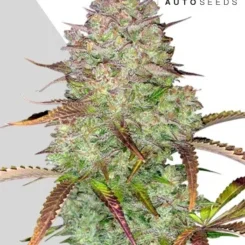 Auto Seeds > Blue Dream Auto cannabis seeds, marijuana seeds, weed seeds