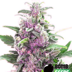 THC Bomb® cannabis strain.