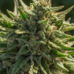 Close-up of a Cheetah Fat FAST (F) cannabis plant showcasing its green leaves and trichomes, with dense buds, orange pistils, and rapidly growing foliage.