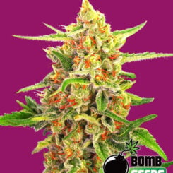 Bomb Seeds > Cherry Bomb cannabis seeds, marijuana seeds, weed seeds