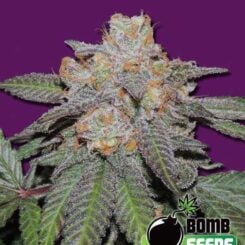 Bomb Seeds > Cherry Bomb Auto cannabis seeds, marijuana seeds, weed seeds
