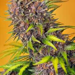 Close-up of a vibrant Diablo Rojo XL Auto (F) cannabis plant, showcasing dense, purple-hued buds and green leaves against an orange background.