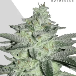 Auto Seeds > Diesel Berry Auto cannabis seeds, marijuana seeds, weed seeds