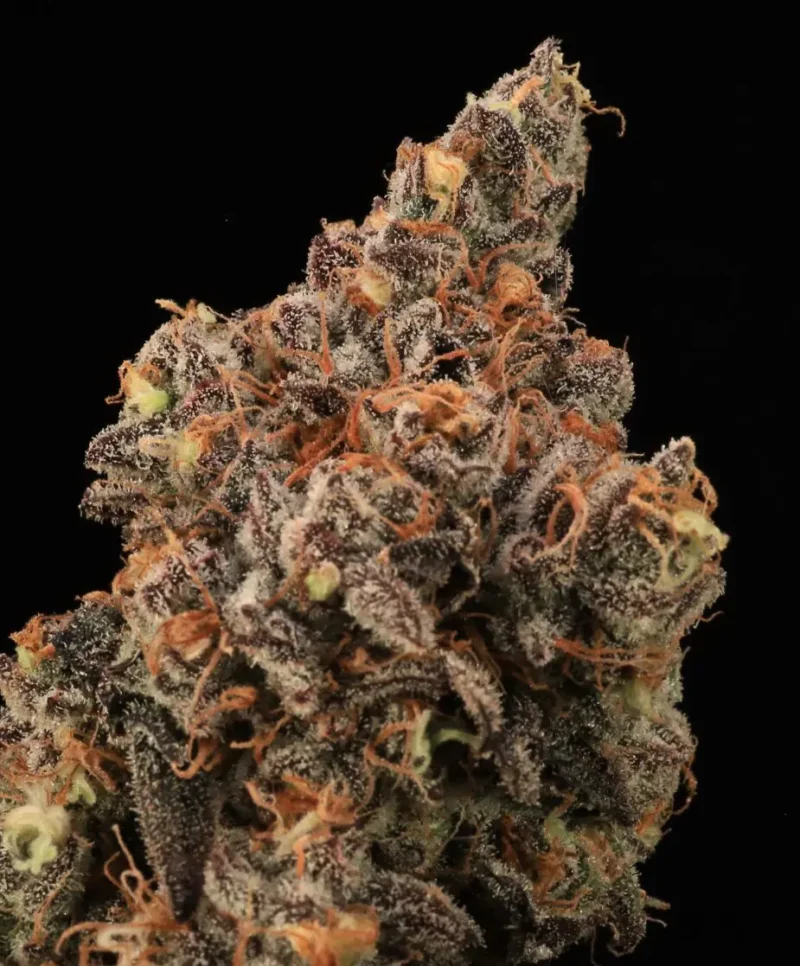 Close-up of a rapidly maturing Dirty Laundry FAST (F) cannabis bud, showcasing dense trichomes and vibrant orange pistils against a black background.