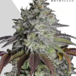 Auto Seeds > Do Si Dos Auto cannabis seeds, marijuana seeds, weed seeds