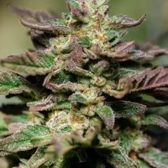Close-up of a Dosidos s1 FAST (F) cannabis plant with dense, frosty trichomes covering the green and purple buds and leaves.