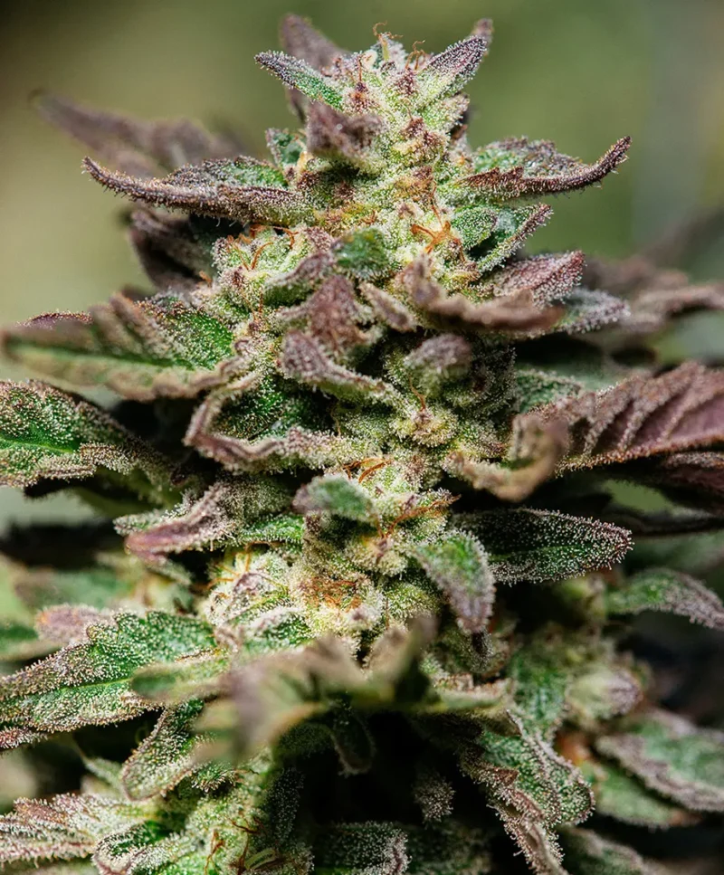 Close-up of a Dosidos s1 FAST (F) cannabis plant with dense, frosty trichomes covering the green and purple buds and leaves.