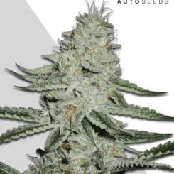 Auto Seeds > Dreammberry Auto cannabis seeds, marijuana seeds, weed seeds