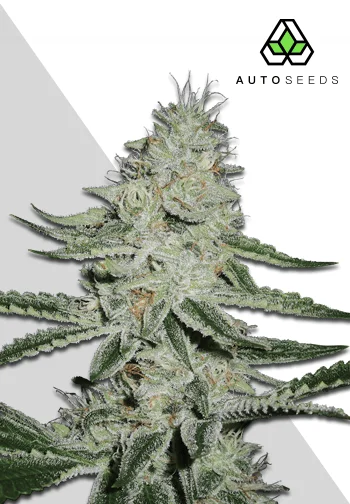 Dreamberry Auto