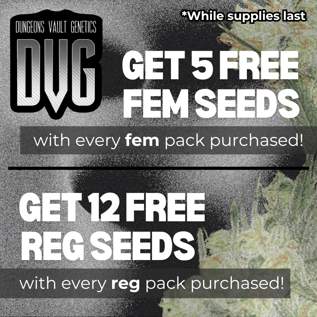 Promotional graphic offering 5 free fem seeds with a fem pack purchase and 12 free reg seeds with a reg pack purchase from Dungeons Vault Genetics. Offers valid while supplies last.