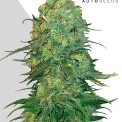 Auto Seeds > Durban Poison Auto cannabis seeds, marijuana seeds, weed seeds