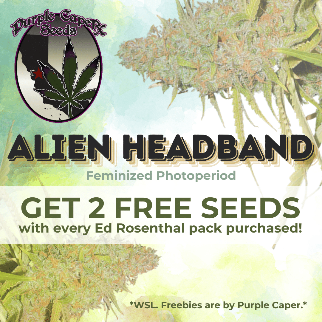 Ed Rosenthal Exclusives cannabis seeds