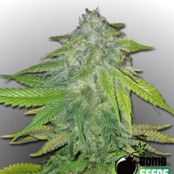 Bomb Seeds > Ghost Train Bomb cannabis seeds, marijuana seeds, weed seeds