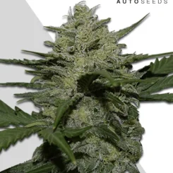 Auto Seeds > Girl Scout Cookies Auto cannabis seeds, marijuana seeds, weed seeds