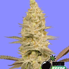 Bomb Seeds > Glookie Bomb cannabis seeds, marijuana seeds, seed seeds