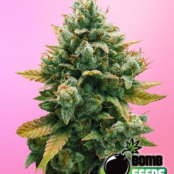 Bomb Seeds > Godfather Bomb cannabis seeds, marijuana seeds, weed seeds