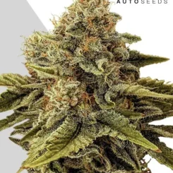 Auto Seeds > Godfather OG Auto cannabis seeds, marijuana seeds, weed seeds