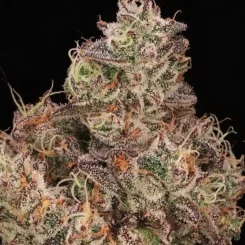 Close-up view of a frosty Gopher Glue FAST (F) cannabis bud showcasing green, orange, and purple hues against a black background.