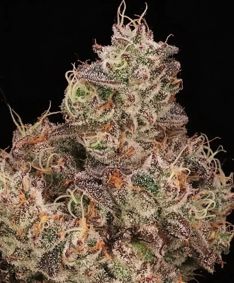 Close-up view of a frosty Gopher Glue FAST (F) cannabis bud showcasing green, orange, and purple hues against a black background.