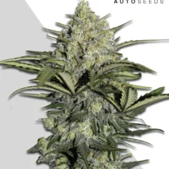 Auto Seeds > Gorilla Glue Auto cannabis seeds, marijuana seeds, weed seeds