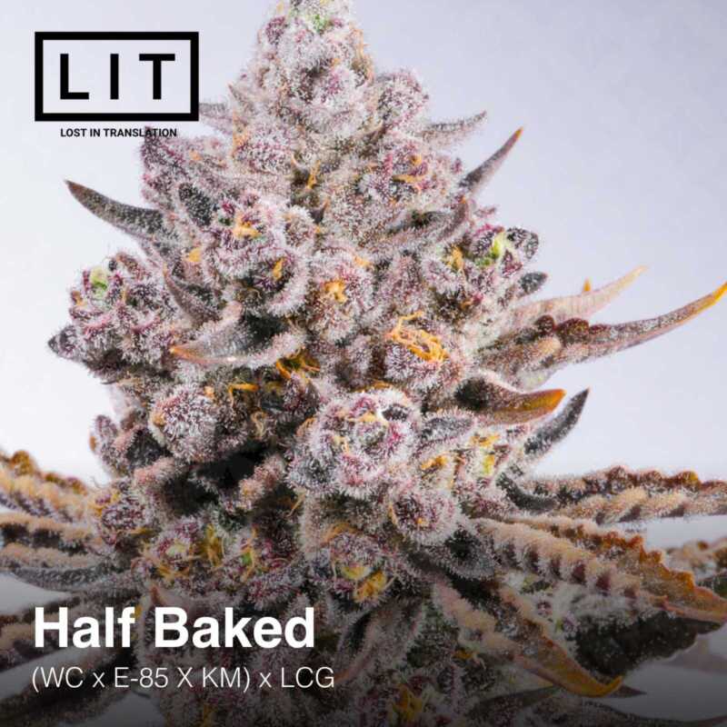 Close-up of a cannabis plant under the name "Half Baked (F) [7/10 drop]" with frosty trichomes and purple hues, reminiscent of a "Gran Turismo" thrill. Background features the logo and text “LIT - Lost in Translation.”