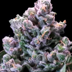 Close-up of a dense, frost-covered Huckleberry Pie FAST (F) cannabis bud with a mix of green and purple hues, against a black background.