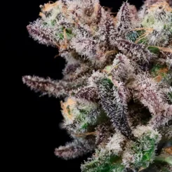 Close-up of an Iced Sangria (F) cannabis bud covered in trichomes and purple-tinted leaves against a black background, reminiscent of the rich hues found in sangria.
