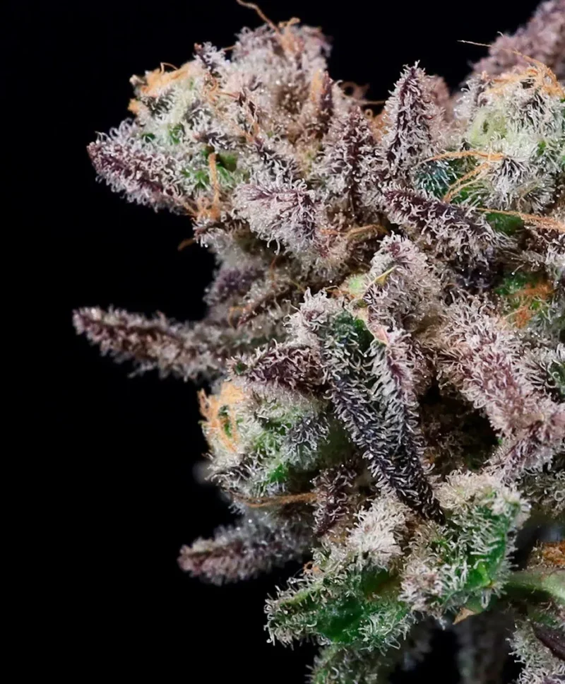 Close-up of an Iced Sangria (F) cannabis bud covered in trichomes and purple-tinted leaves against a black background, reminiscent of the rich hues found in sangria.